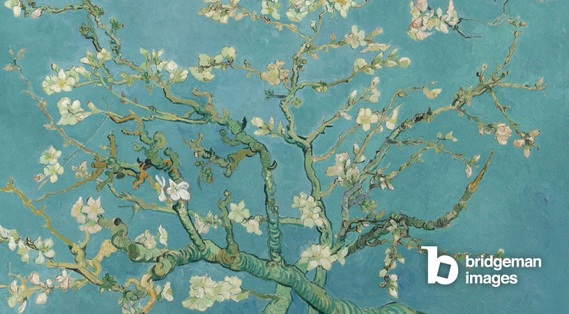 Almond Blossom, (1890), Gogh, Vincent van (1853-90) / Van Gogh Museum, Amsterdam, Pays-Bas / Bridgeman Images