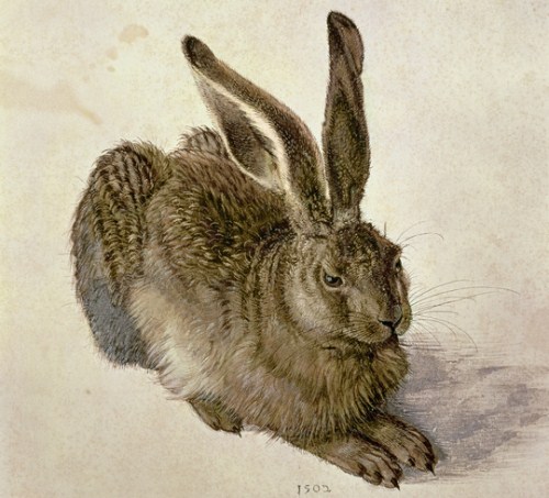 Hare, 1502 (w/c on paper) by Durer or Duerer, Albrecht (1471-1528)
